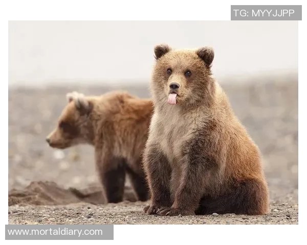 哭泣的小熊?湾区媒体图片嘲讽无败绩灰熊 哭泣的小熊?湾区媒体图片嘲讽无败绩灰熊